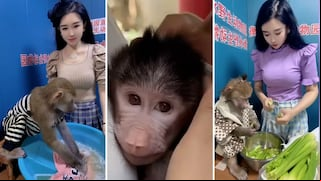 Babuino se vuelve viral al lavar ropa, ayudar a cocinar y darle de comer a su entrenadora